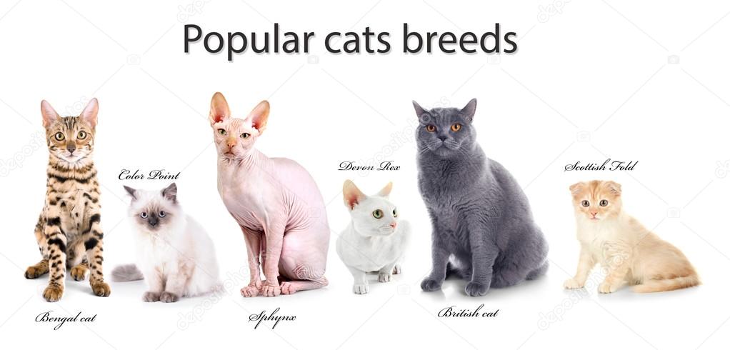 Beautiful cats with names of breeds — Stock Photo