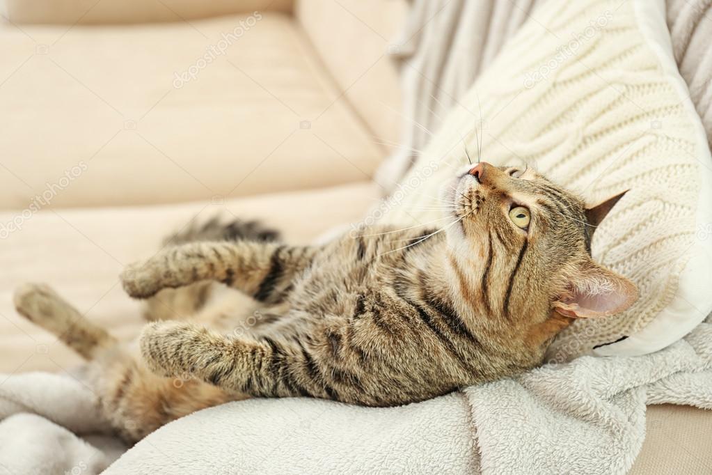 Gatto Soriano Grigio Foto Stock Belchonock 123956236