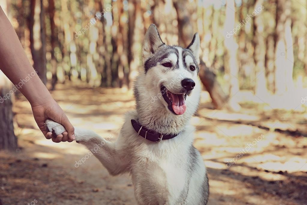 犬と人写真素材 ロイヤリティフリー犬と人画像 Depositphotos 犬と人写真素材 ロイヤリティフリー犬と人画像 Depositphotos