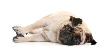 Bir beyaz Pug köpek