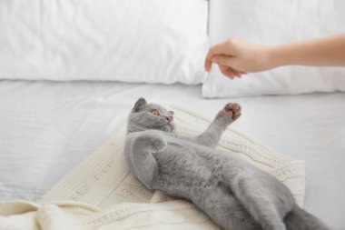 Yatakta İngiliz yavru kedi