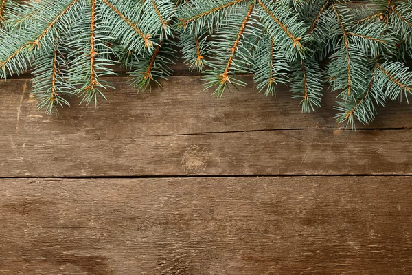 圣诞杉木树 — 图库照片