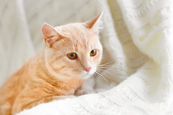 Cute cat on coach — Stock Photo, Image