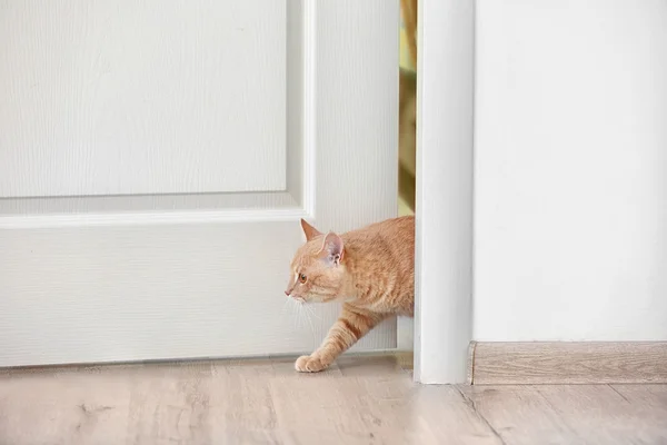 Cat entering room — Stock Photo, Image