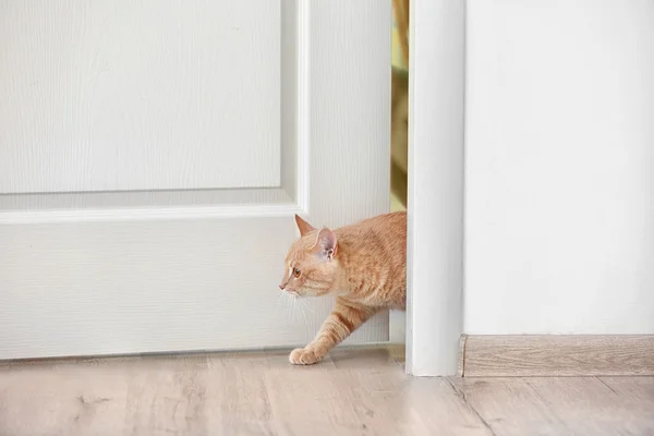 猫の部屋に入る — ストック写真