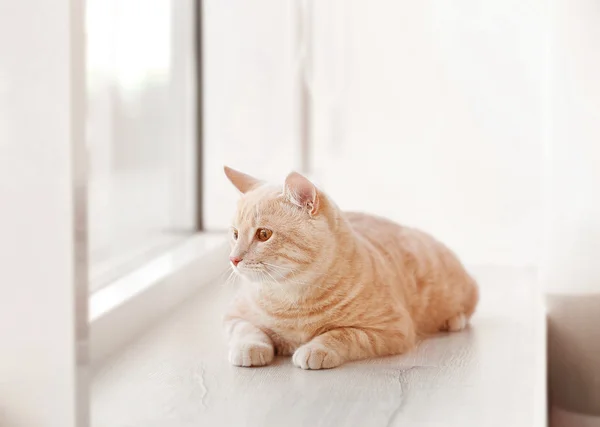 Söt katt på fönsterbräda — Stockfoto