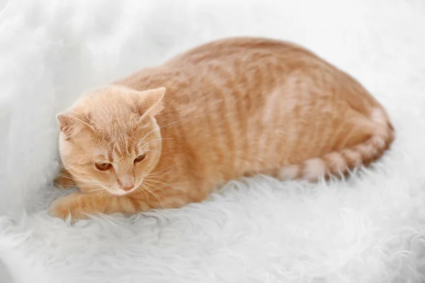 Cute cat on carpet — Stock Photo, Image