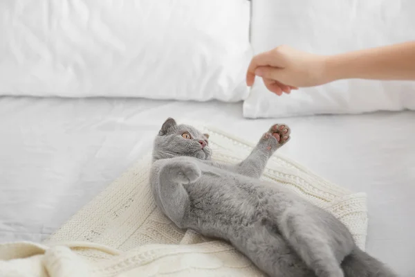 British kitten on bed — Stock Photo, Image