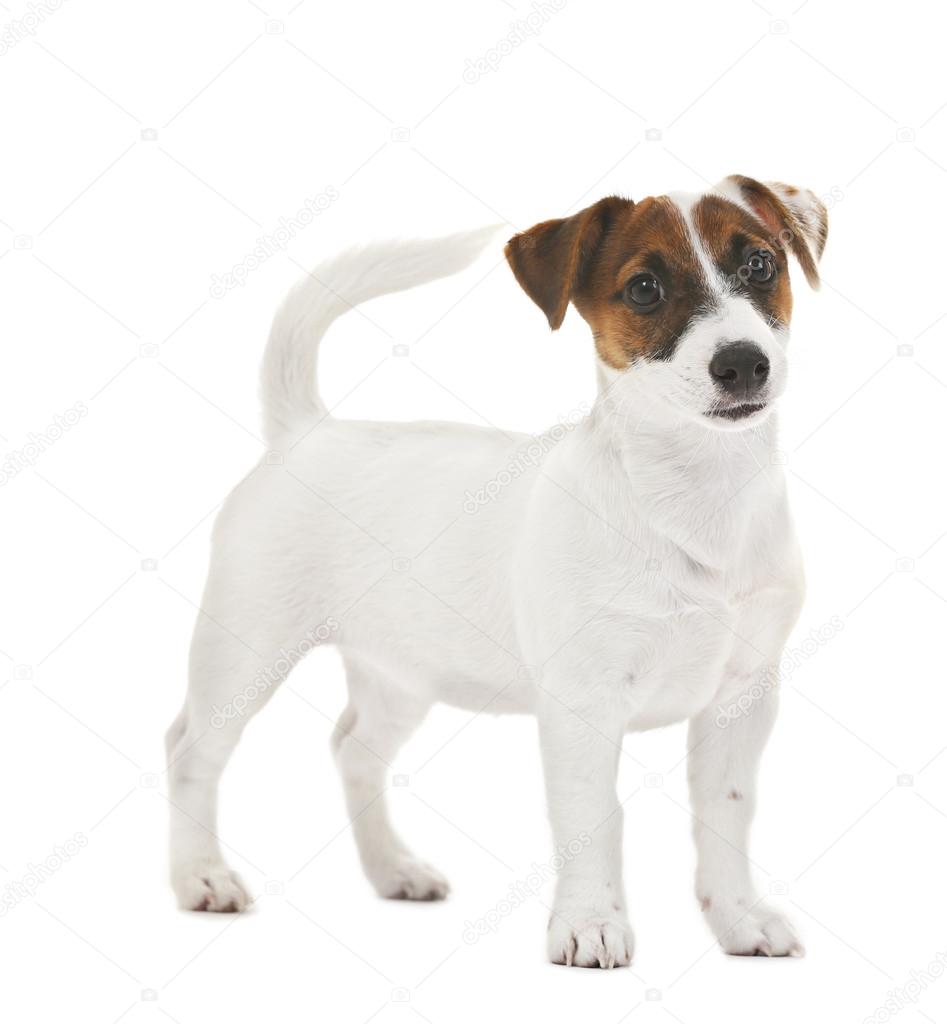 Jack Russell terrier