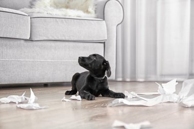 komik labrador yavrusu