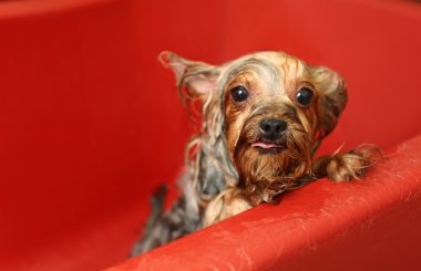 Yorkshire terrier Salonu