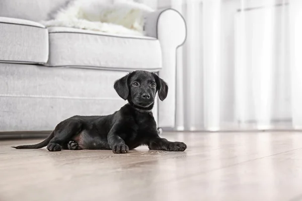 Funny Labrador puppy — Stock Photo, Image