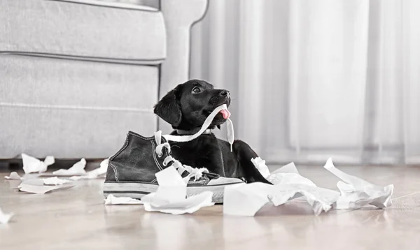 Śmieszne szczeniak labrador — Zdjęcie stockowe