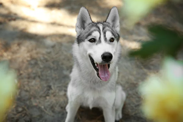 Cute husky on walk in forest — Stock Photo, Image