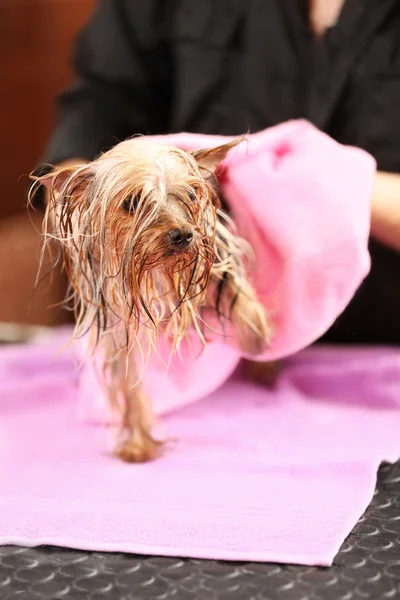 Hairdresser wiping dog — Φωτογραφία Αρχείου