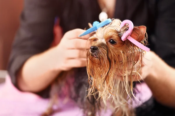 Yorkshire terrier im salon — Stockfoto