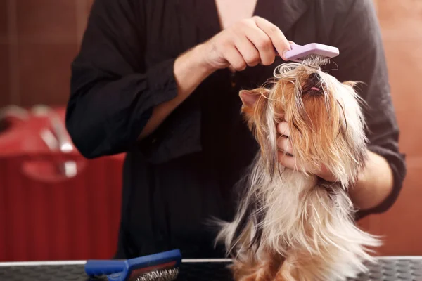 Yorkshire hund im salon — Stockfoto