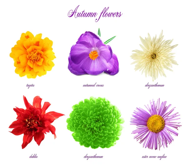 Collage of beautiful flowers — Stock Image Collage of beautiful flowers Stock Picture