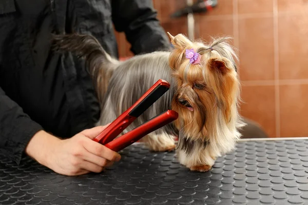 Canine hairdresser straightening dog's hair in salon ストック画像