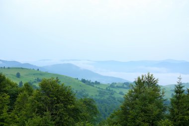 Yazın Karpat Dağları