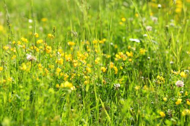 yeşil çayır üzerinde sarı çiçek