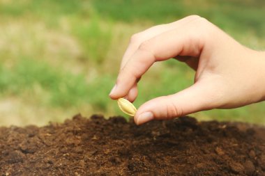 Woman hand putting seed into soil clipart
