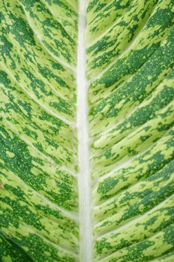 Green leaf texture clipart