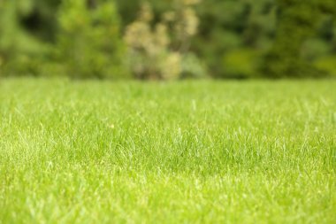 yeşil çim arka plan