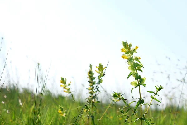 Beautiful yellow wildflowers on sky background — Stock Photo, Image