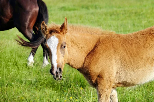 Piccolo puledro al pascolo in campo — Foto Stock