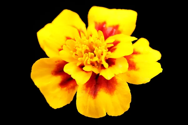 Beautiful yellow flower — Stock Photo, Image