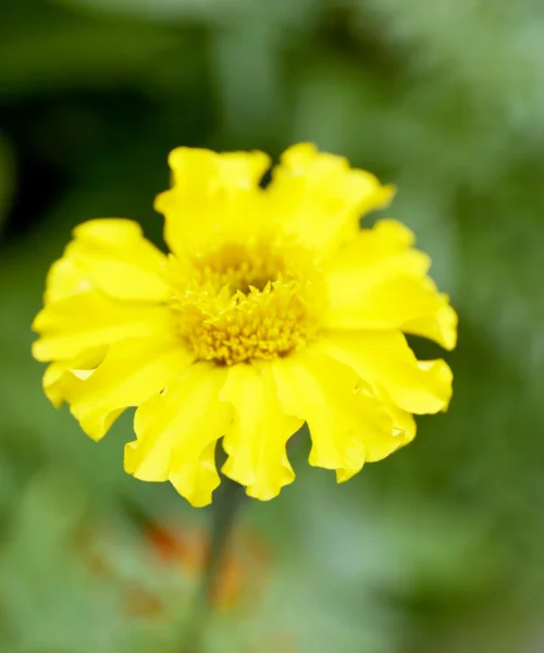 Fleur sauvage jaune — Photo