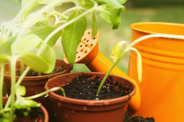 Green seedling in pots — Stock Photo, Image