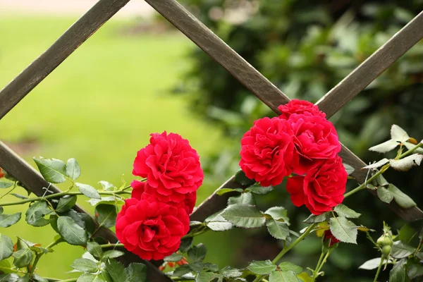 Parrilla de madera con hermosas rosas rojas, de cerca —  Fotos de Stock