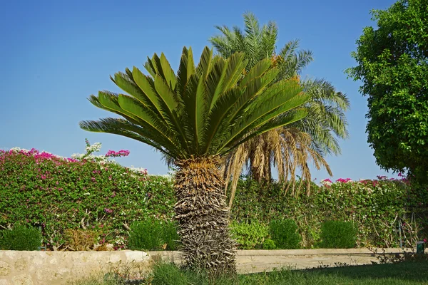 Little Palm i trädgården — Stockfoto