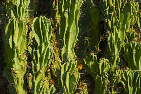 Primer plano de cactus ramificado grande — Foto de Stock