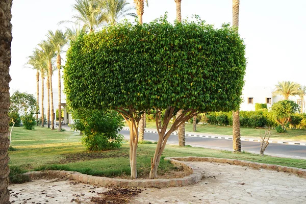 Árvore topiária na forma de um cilindro no jardim — Fotografia de Stock
