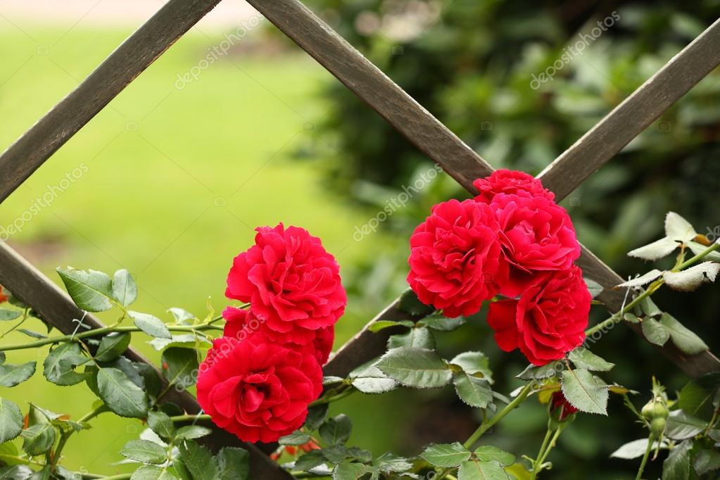 Wooden Grill With Beautiful Red Roses Close Up Stock Photo
