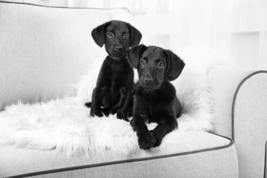 Komik Labrador yavruları 