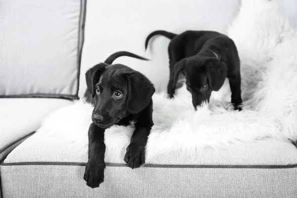 Funny Labrador puppies — Stock Photo, Image