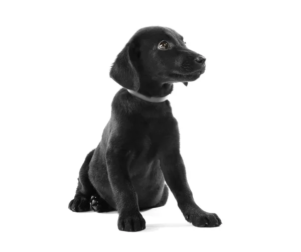 Cute Labrador puppy — Stock Photo, Image