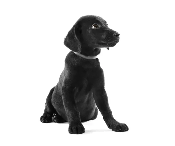 Niedlicher Labrador-Welpe — Stockfoto