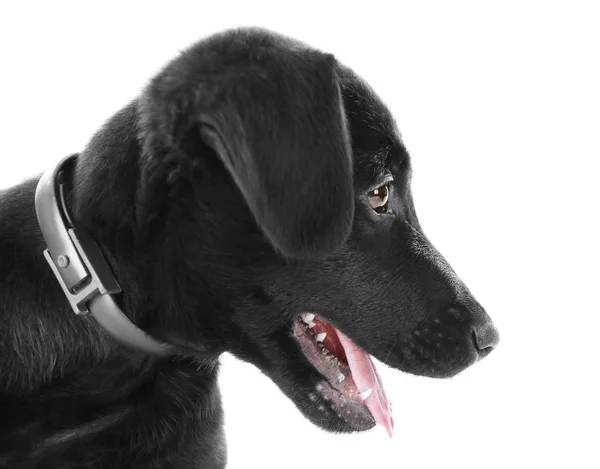 Niedlicher Labrador-Welpe — Stockfoto