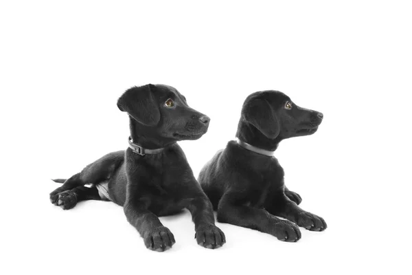 Cute Labrador puppies — Stock Photo, Image