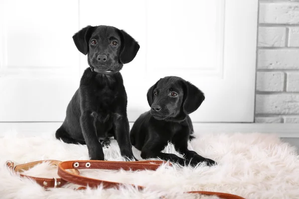 Lindos cachorros Labrador — Foto de Stock