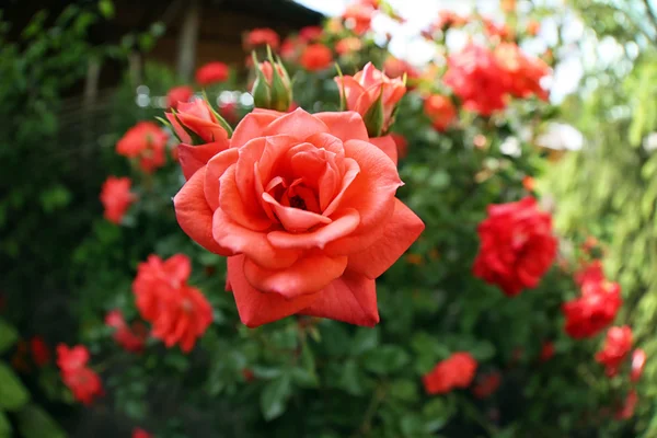 Hermoso arbusto de rosas rojas en el jardín —  Fotos de Stock