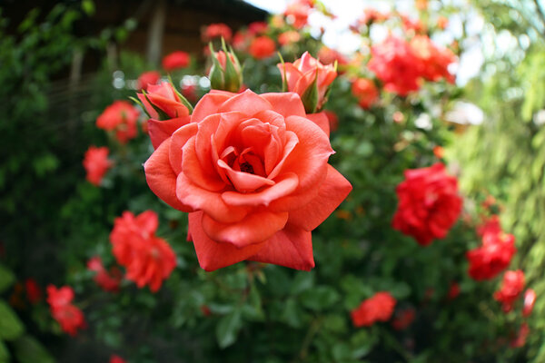 Beautiful bush of red roses in garden