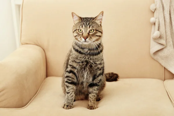 Grey tabby cat — Stock Photo, Image