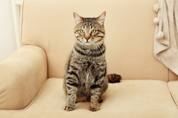 Grey tabby cat 