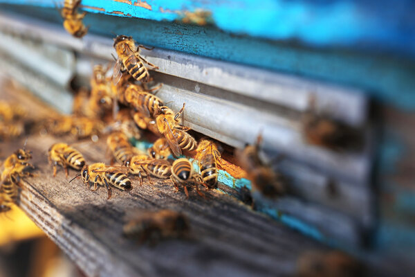 Honeybees entering hive